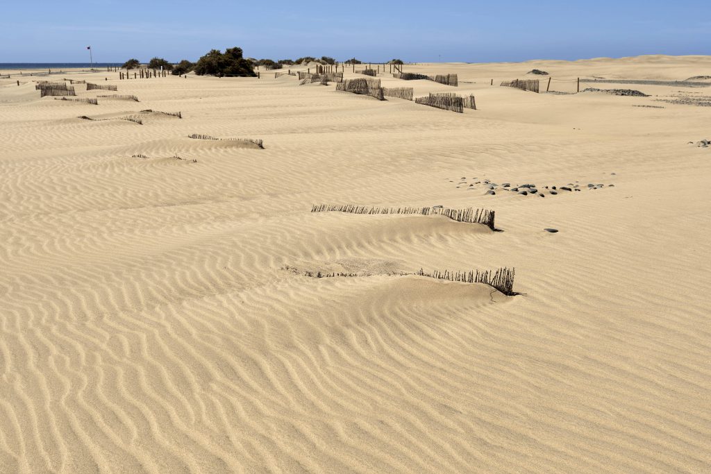 El Cabildo De Gran Canaria Reforzar La Vigilancia De Las Dunas De