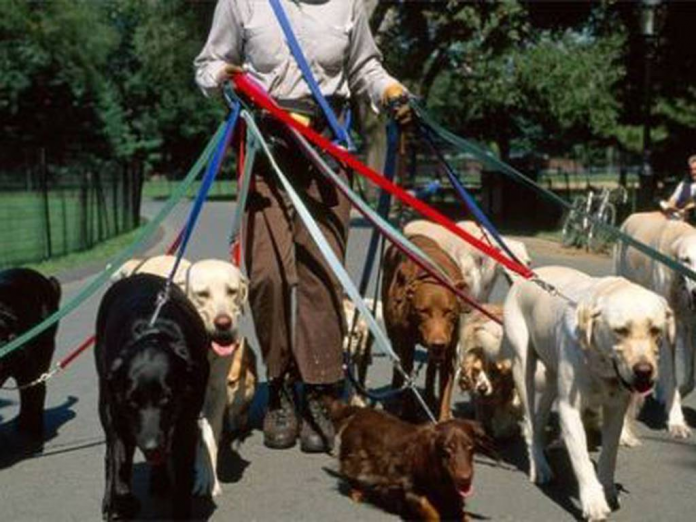 La multa que te pondrán si llevas a tu perro sin correa ni collar