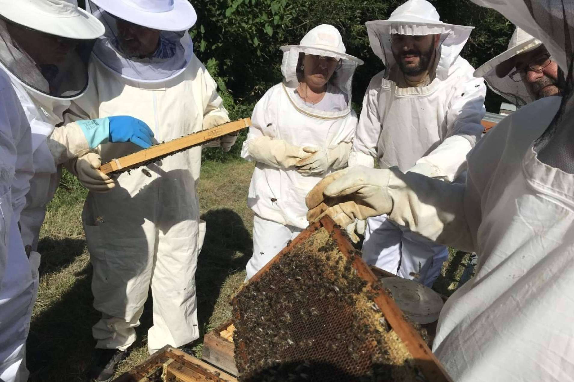 Cursos Apicultura Ofrece Adentrarse En El Mundo De Las Abejas Con Sus