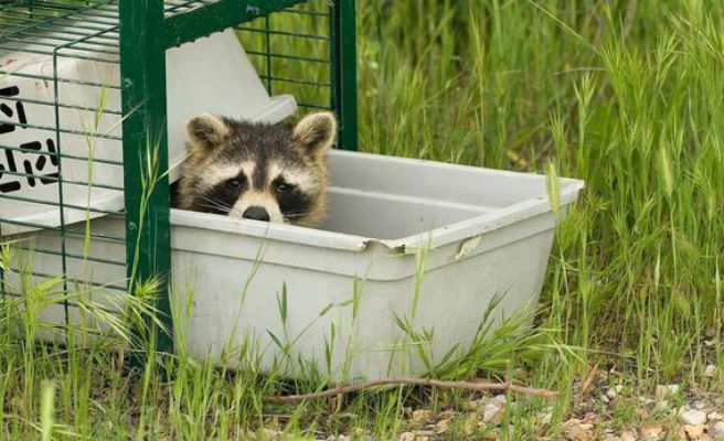 Plaga de mapaches en la Comunidad de Madrid