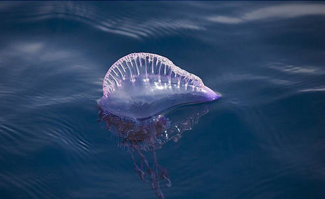 Así debes actuar ante una picadura de medusa