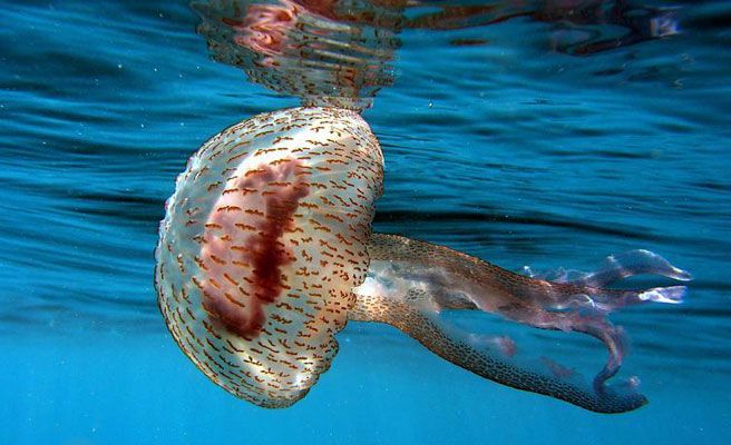 Las medusas invaden algunas playas de España