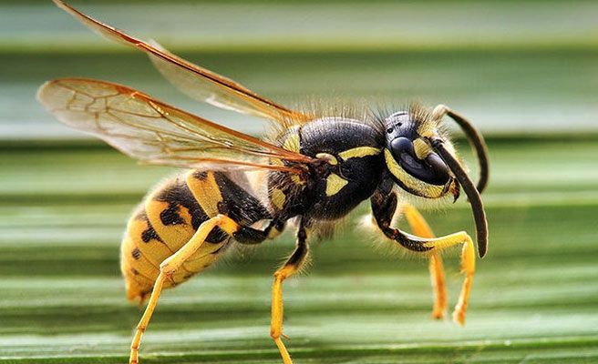 Picor en pies y manos, posibles síntomas de una reacción alérgica mortal