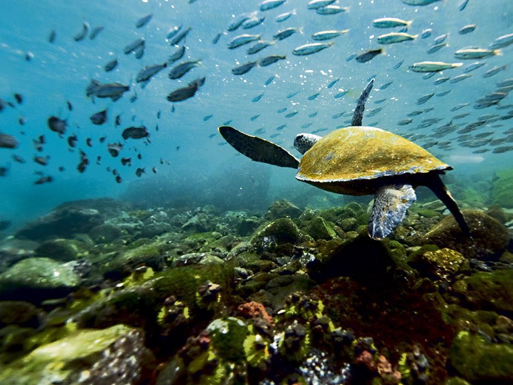 Galápagos