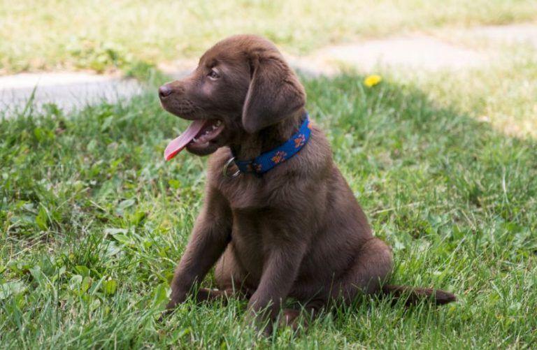 El color del perro puede condicionar sus años de vida