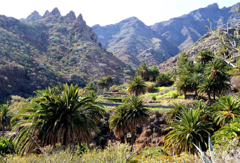 TENERIFE: El Cabildo detecta unos 5.000 ejemplares de palmera canaria en 24 zonas de conservación