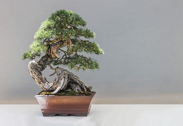 Le roban el bonsai que cultivó durante 56 años