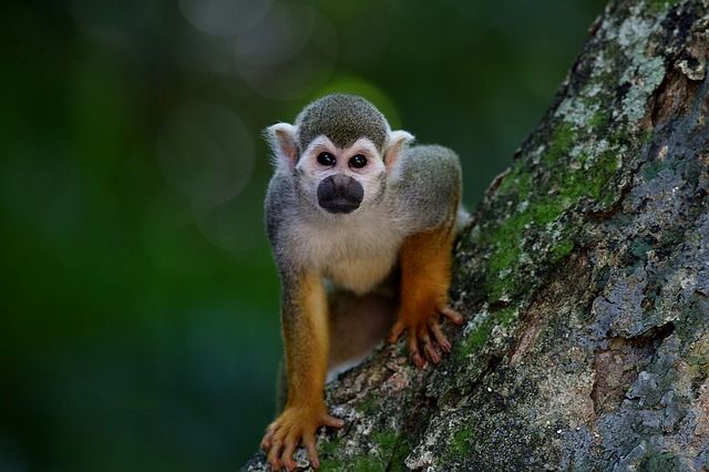 Un hombre muere lapidado después de que un grupo de monos le lazara ladrillos desde un árbol