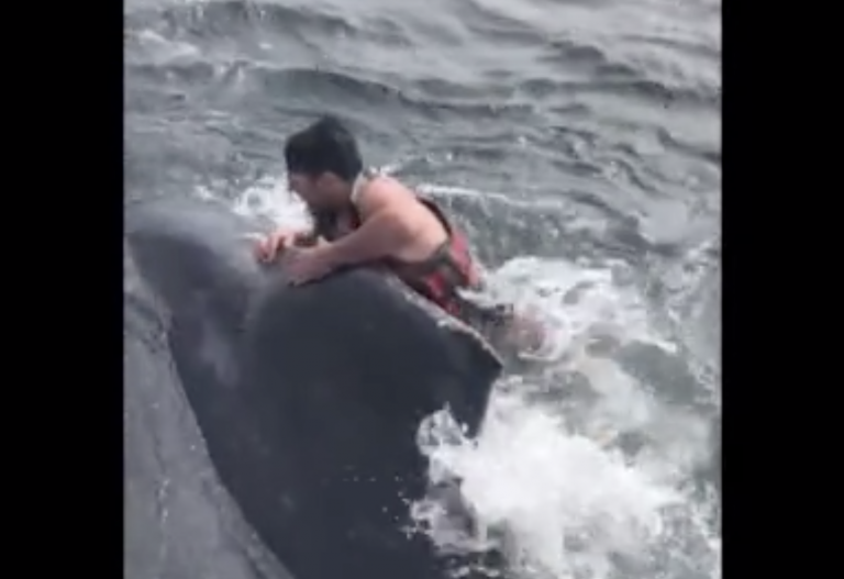 Un pescador se sube a una ballena para liberarla de una cuerda enredada