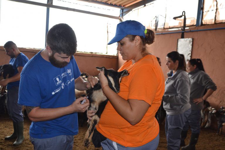 GRAN CANARIA: Vacunar 200 baifas en dos horas, reto superado por los estudiantes de la Escuela de Ganadería y Pastoreo de Gran Canaria