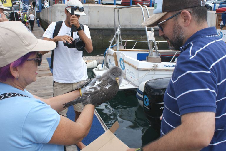 TENERIFE: El Cabildo atiende a más de 2.000 pardelas en el Centro de Recuperación de Fauna Silvestre La Tahonilla