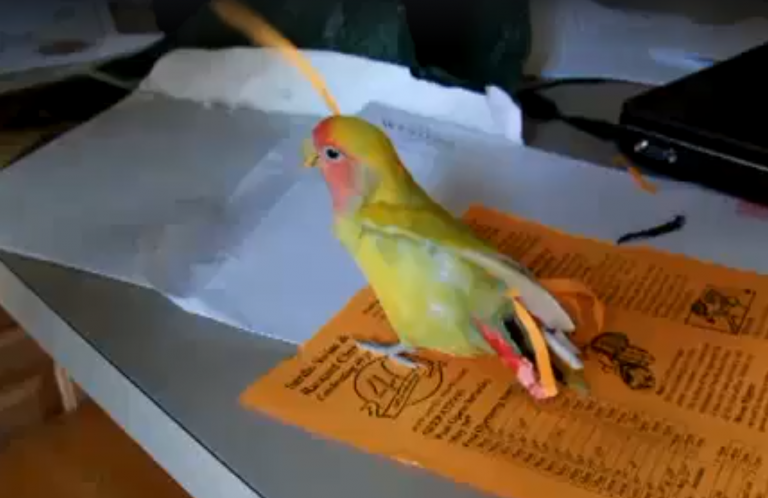 Un pájaro se fabrica sus propias plumas con trozos de papel