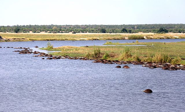 Más de 400 búfalos se ahogan al intentar cruzar un río en África