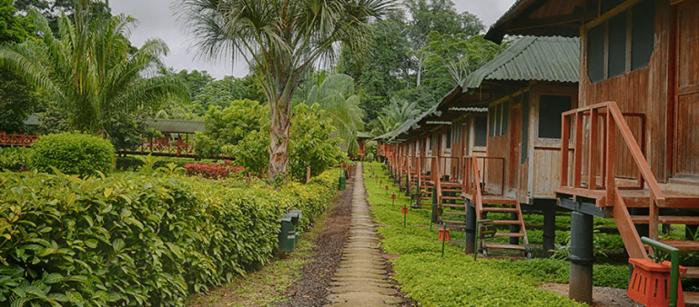 Aprovecha la oportunidad de admirar la belleza de la selva amazónica visitando Tambopata