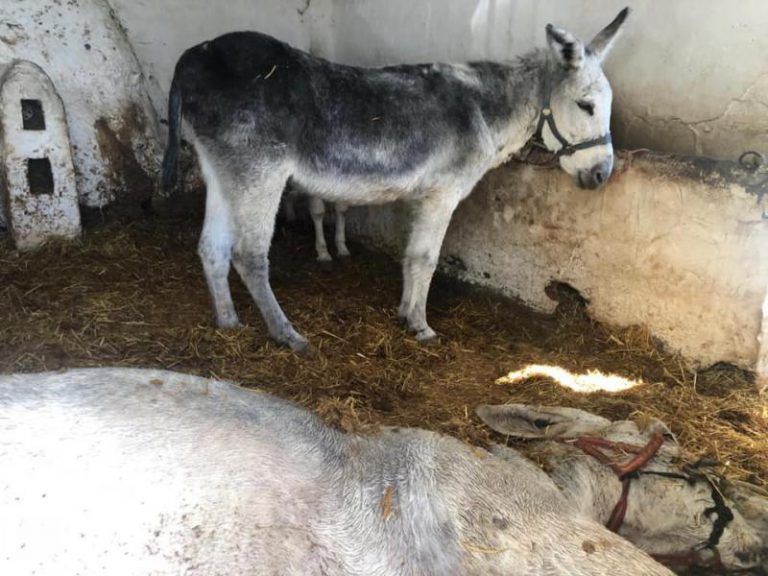 Muere un burro-taxi en Mijas al no ser atendido pese a los avisos de los vecinos