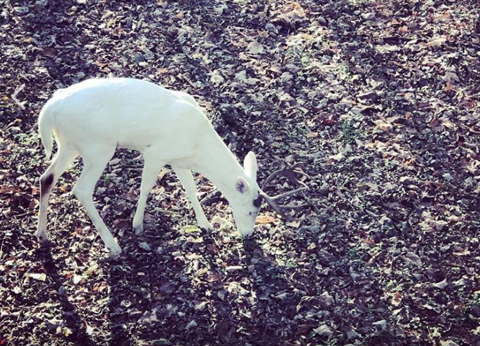 Una cazadora graba a un ciervo albino en pleno monte