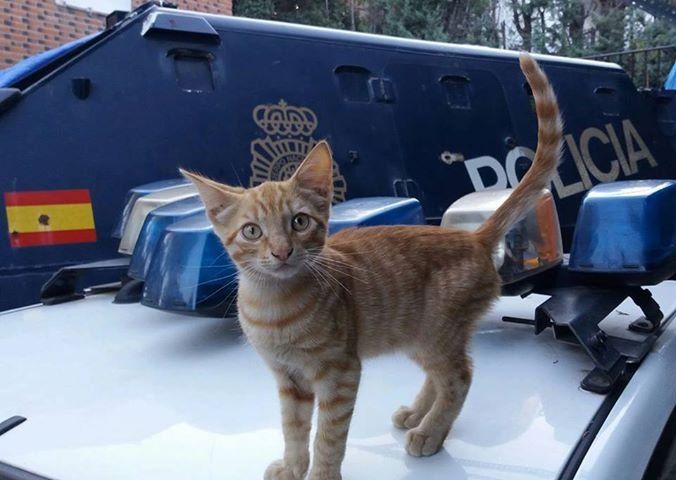 El consejo de la Policía Nacional para salvar la vida de los gatos de cara al frío invierno