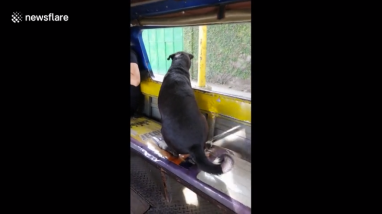 Un perro coge el autobús para perseguir a su dueña que viajaba en otro transporte