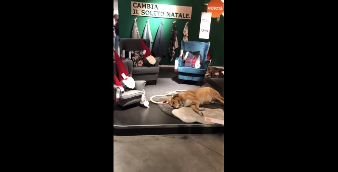 Una tienda de Ikea ofrece cobijo a los perros callejeros de cara al frío invierno