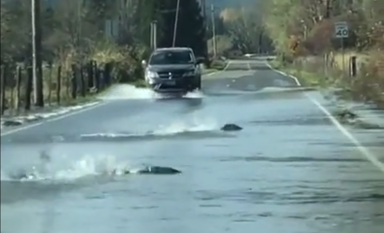 Un grupo de salmones remonta una carretera como consecuencia de las fuertes lluvias