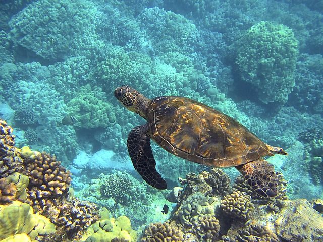 Una tortuga pillada con 800 kilos de cocaína nadando en mar abierto