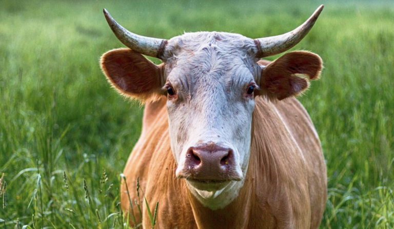 Graban a una vaca viajando en moto por una carretera