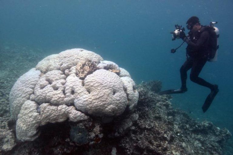 Hallan 195 especies coralinas en las profundidades de la Gran Barrera de Coral