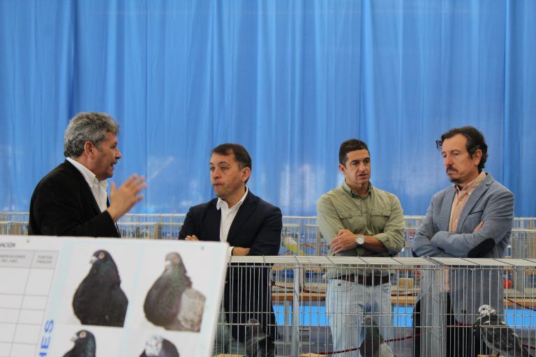 S. C. DE TENERIFE: El Recinto Ferial de Tenerife acoge una  exposición de más de 300 palomas buchonas