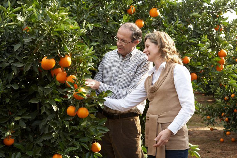 La naranja, el mejor remedio contra los resfriados y un postre gourmet