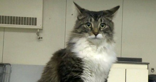 Devuelven un gato a sus dueños tras recorrer 1.200 kilómetros metido en una caja