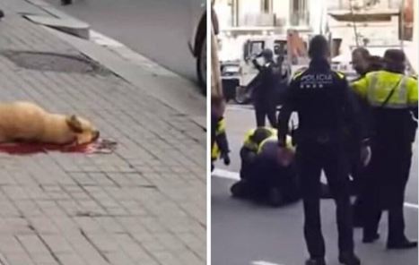 Un Guardia Urbano dispara a un perro en Barcelona y desata la polémica