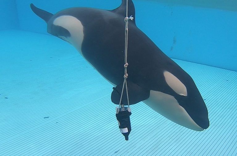 TENERIFE: Loro Parque contribuye a la investigación sobre la  ecolocalización de las orcas