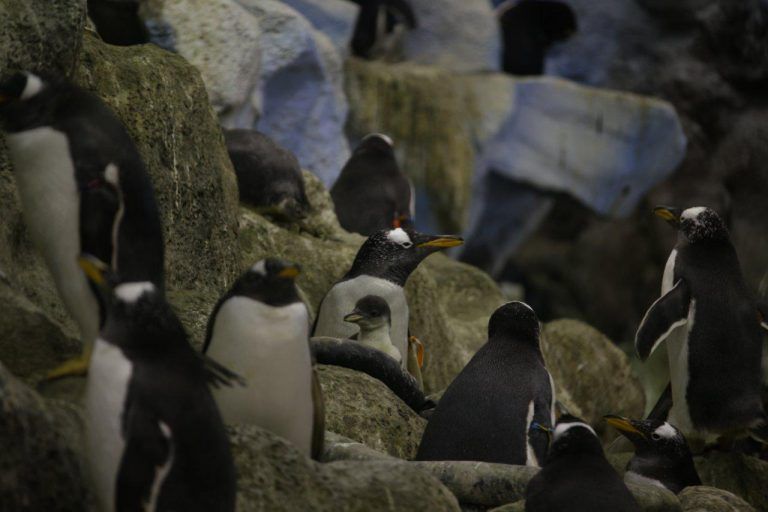 TENERIFE: Loro Parque recibe la Navidad con el nacimiento de 14 pingüinos