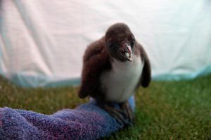 Loro Parque Recibe La Navidad Con El Nacimiento De 14 Pinguinos 2