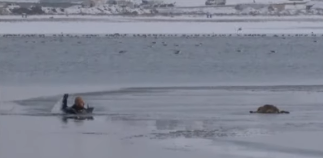 Un policía desafía al frío por salvar a un perro en un lago en Turquía