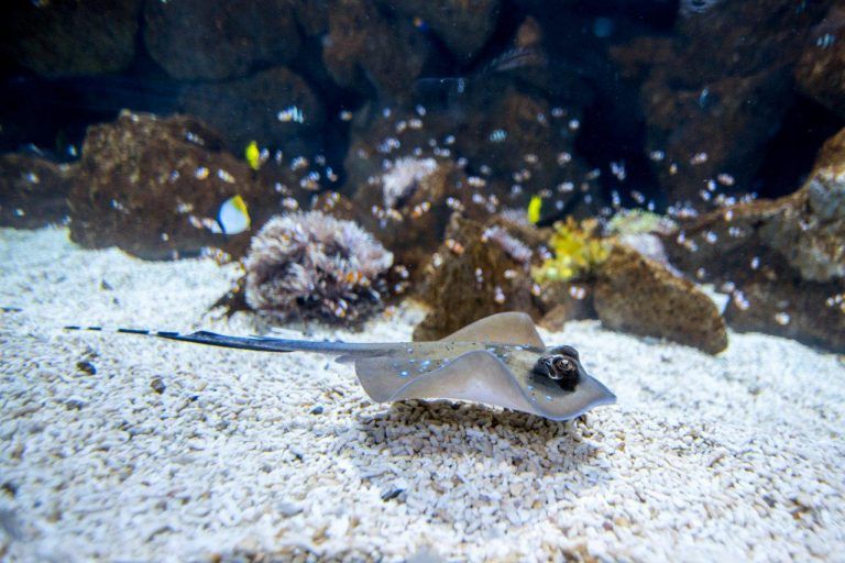 GRAN CANARIA: Un año de Poema del Mar, el gran acuario de Las Palmas de Gran Canaria