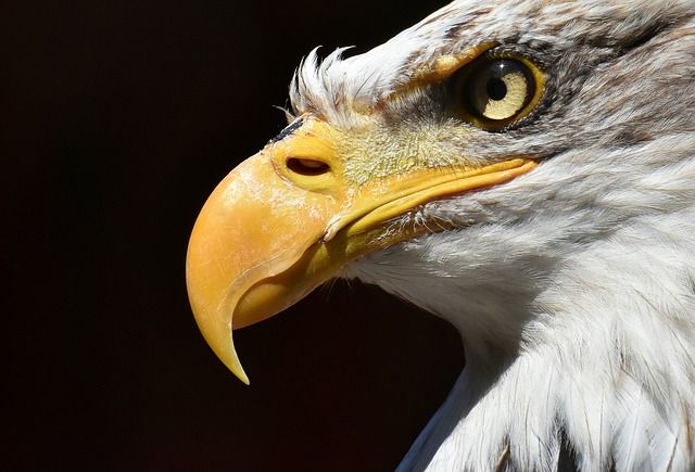 La imagen de un águila sobre el agua que se ha vuelto viral