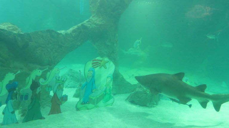 Así es el Belén acuático que ha instalado el Zoo de Madrid entre tiburones