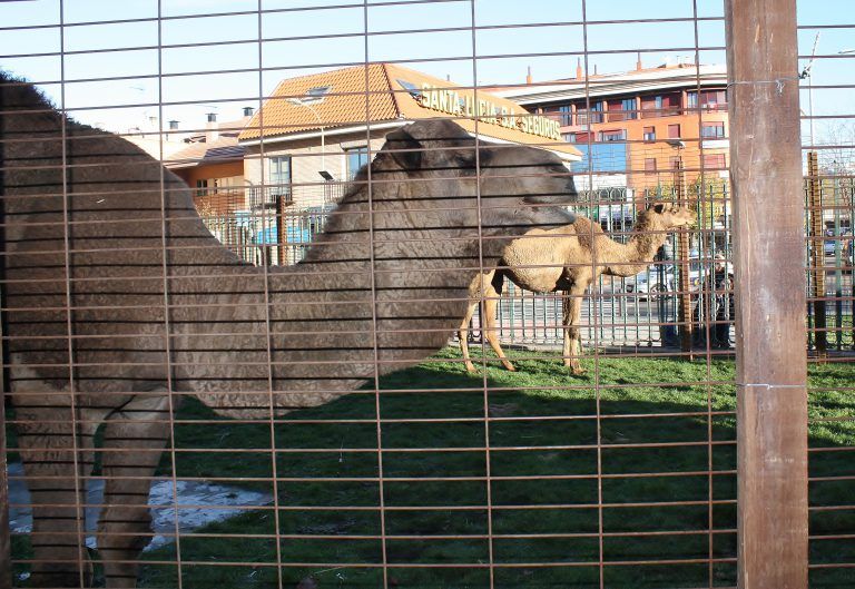 GALERÍA: así es el impresionante Belén que tiene 70 animales vivos en Toledo