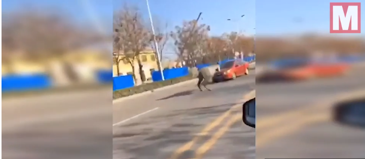 Un caballo desbocado impacta contra un coche en una calle china