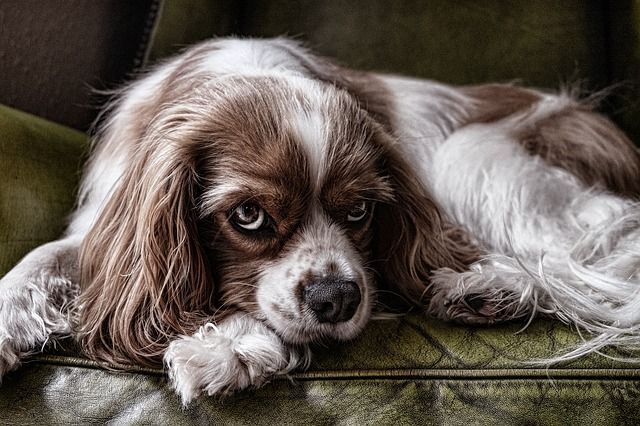 Polémica ley de mascotas: dos paseos diarios, no dejarla sóla en casa, autopsia obligatoria si muere…