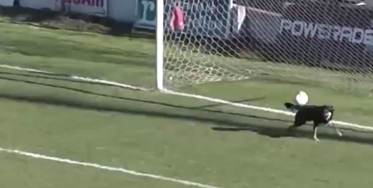 Un perro para un gol durante un partido oficial en Argentina