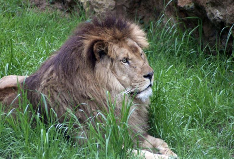 Muere un hombre tras ser atacado por tres leones