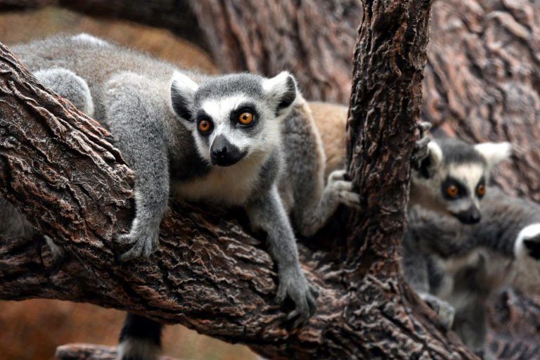 TENERIFE: Loro Parque celebra su 46º aniversario y cierra un año de récord