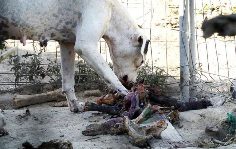 Así es la finca de los horrores en Murcia: perros sin agua y comiéndose los restos de animales muerto