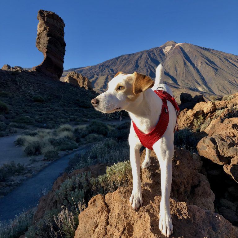 CANARIAS: Llega a Canarias Pipper, el primer perro turista que da la vuelta a España para promocionar los viajes con mascota