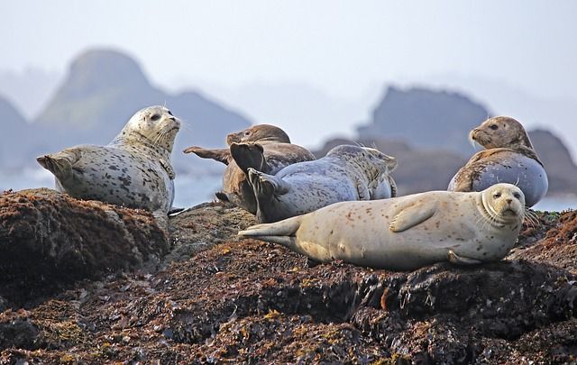 Encuentran seis focas decapitadas en una zona turística de Nueva Zelanda