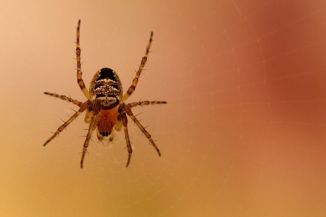 Muere un niño de 11 años en un accidente de tráfico provocado por una araña