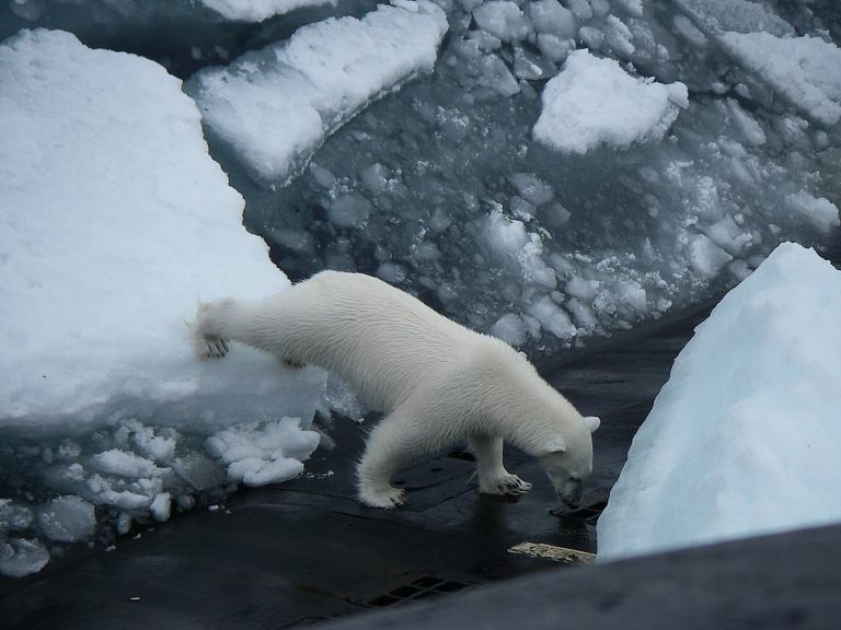 Un oso polar se sube a una submarino nuclear cuando emerge para deshacerse de la basura