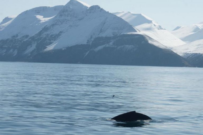 Los machos de ballena jorobada tienen un repertorio de 15 cantos